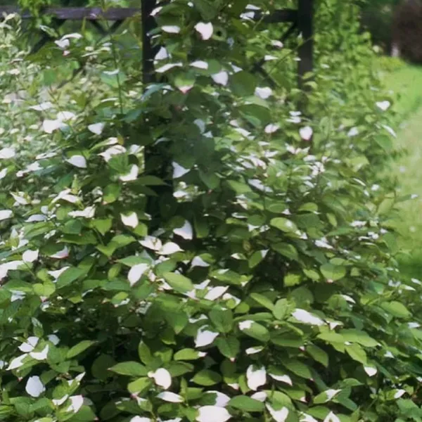 Męskie mini kiwi Adam (Actinidia kolomikta)