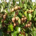 Pstre mini kiwi Dr Szymanowski (Actinidia kolomikta)