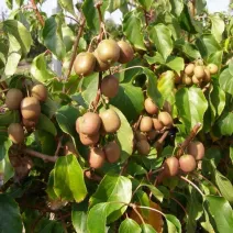 Pstre mini kiwi Dr Szymanowski (Actinidia kolomikta)
