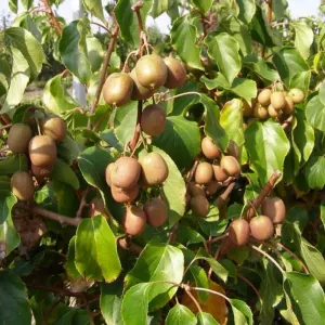 Pstre mini kiwi Dr Szymanowski (Actinidia kolomikta)