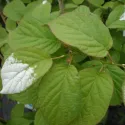 Pstre mini kiwi Dr Szymanowski (Actinidia kolomikta)