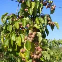 Pstre mini kiwi Dr Szymanowski (Actinidia kolomikta)