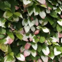 Pstre mini kiwi Dr Szymanowski (Actinidia kolomikta)