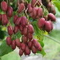 Czerwonowocowe mini kiwi Hardy Red (Actinidia arguta)
