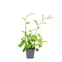Czerwonowocowe mini kiwi Hardy Red (Actinidia arguta)