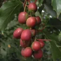 Czerwonowocowe mini kiwi Ken's Red (Actinidia arguta)