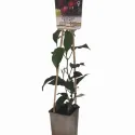 Czerwonowocowe mini kiwi Ken's Red (Actinidia arguta)