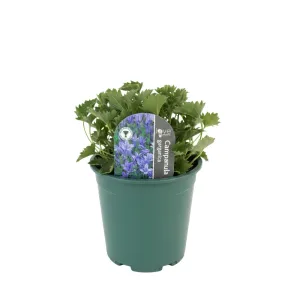 Dzwonek gargański (Campanula garganica)