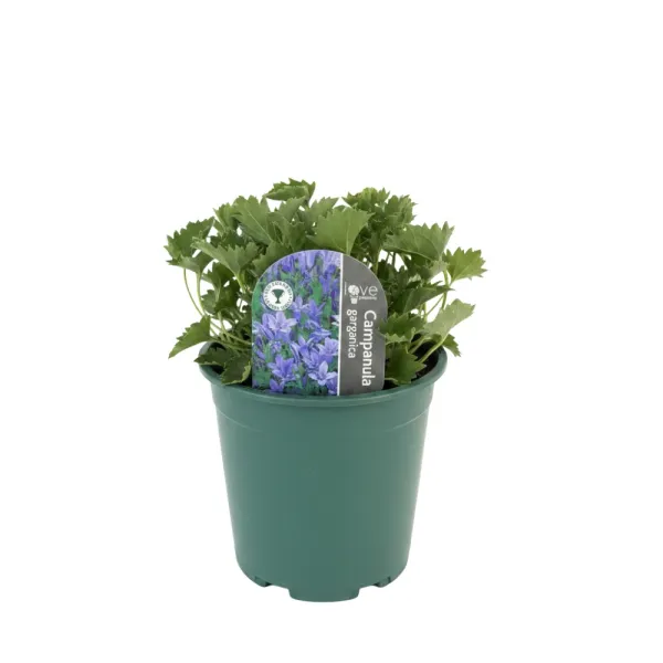 Dzwonek gargański (Campanula garganica)