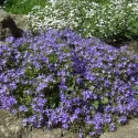 Dzwonek gargański (Campanula garganica)