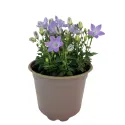 Niebieski dzwonek Pearl Blue (Campanula)