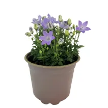 Niebieski dzwonek Pearl Blue (Campanula)