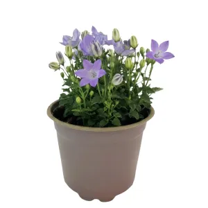 Niebieski dzwonek Pearl Blue (Campanula)