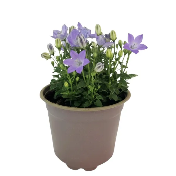 Niebieski dzwonek Pearl Blue (Campanula)