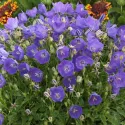 Niebieski dzwonek Pearl Blue (Campanula)