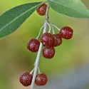 Oliwnik baldaszkowy (Elaeagnus umbellata) Pointilla Amoroso