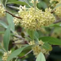 Oliwnik baldaszkowy (Elaeagnus umbellata) Pointilla Amoroso