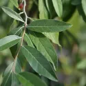 Oliwnik baldaszkowy (Elaeagnus umbellata) Pointilla Amoroso