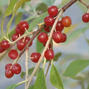 Oliwnik baldaszkowy (Elaeagnus umbellata) Pointilla Amoroso