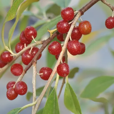 Oliwnik baldaszkowy (Elaeagnus umbellata) Pointilla Amoroso