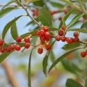 Oliwnik baldaszkowy (Elaeagnus umbellata) Pointilla Amoroso