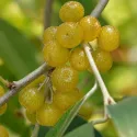 Oliwnik baldaszkowy (Elaeagnus umbellata) Pointilla Fortunella