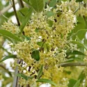 Oliwnik baldaszkowy (Elaeagnus umbellata) Pointilla Fortunella