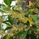 Oliwnik baldaszkowy (Elaeagnus umbellata) Pointilla Fortunella