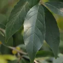 Oliwnik baldaszkowy (Elaeagnus umbellata) Pointilla Fortunella