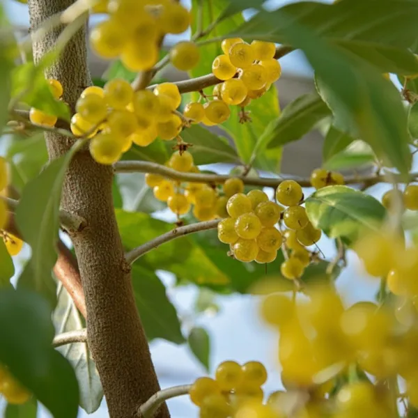 Oliwnik baldaszkowy (Elaeagnus umbellata) Pointilla Fortunella