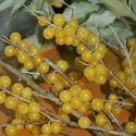 Oliwnik baldaszkowy (Elaeagnus umbellata) Pointilla Fortunella