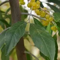 Oliwnik baldaszkowy (Elaeagnus umbellata) Pointilla Fortunella