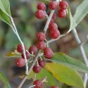 Oliwnik baldaszkowy (Elaeagnus umbellata) Pointilla Sweet and Sour