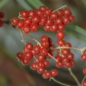 Oliwnik baldaszkowy (Elaeagnus umbellata) Pointilla Sweet and Sour
