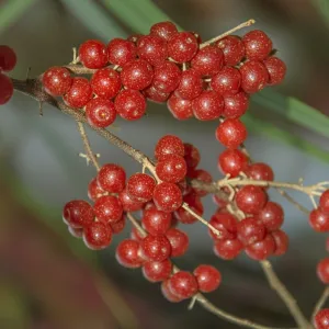 Oliwnik baldaszkowy (Elaeagnus umbellata) Pointilla Sweet and Sour