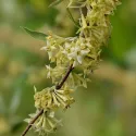Oliwnik baldaszkowy (Elaeagnus umbellata) Pointilla Sweet and Sour