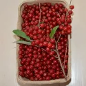 Oliwnik baldaszkowy (Elaeagnus umbellata) Pointilla Sweet and Sour