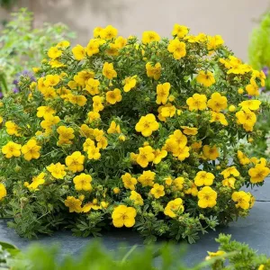 Pięciornik Goldstar (Potentilla fruticosa)