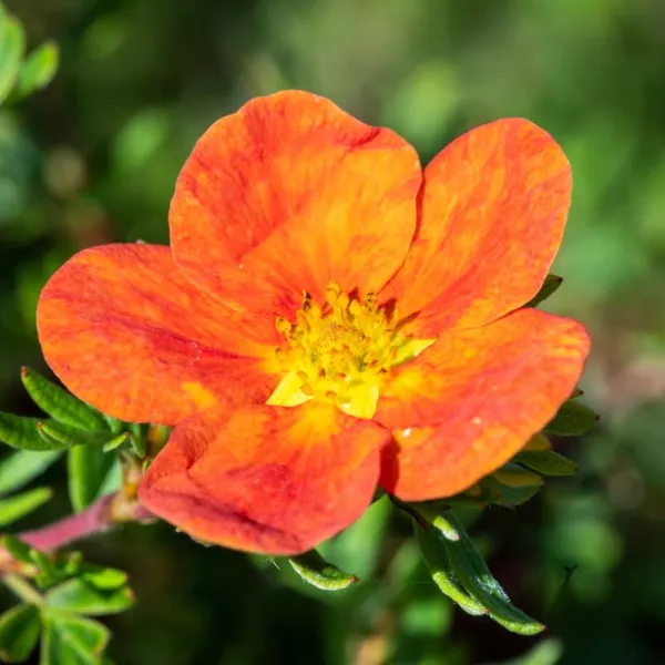 Pięciornik Red Ace (Potentilla)