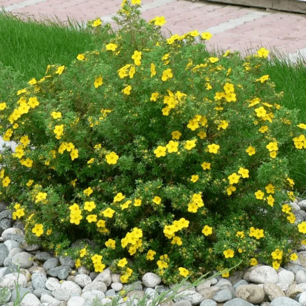Pięciornik Sommerflor (Potentilla)