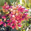 Pistacja Aegenes zaaklimatyzowana (żeńska)