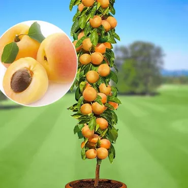 Morela kolumnowa Asian Pearl