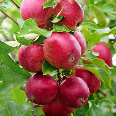 Jabłoń kolumnowa Red Shar