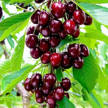 Czereśnia kolumnowa Reggina