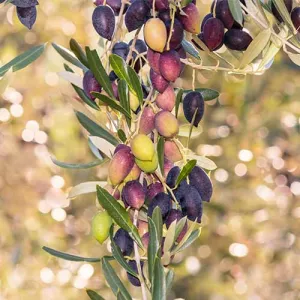 Oliwka kolumnowa Arbequina aklimatyzowana 