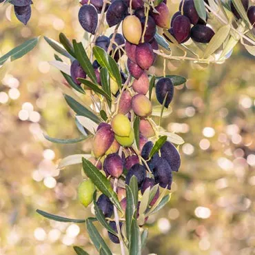Oliwka kolumnowa Arbequina aklimatyzowana 