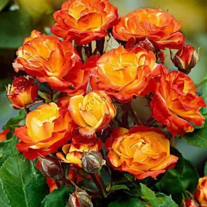 Róża floribunda Rumba