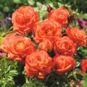Róża floribunda pomarańczowa