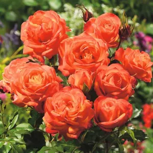 Róża floribunda pomarańczowa