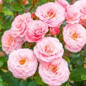Róża floribunda różowa